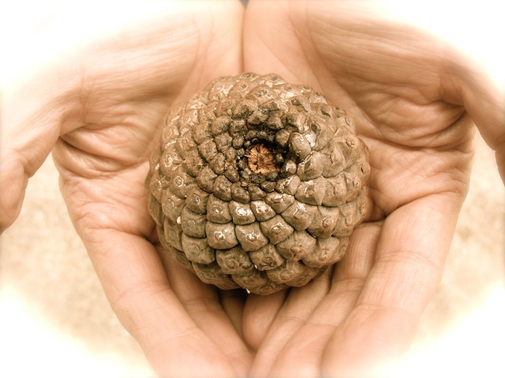 pine cone in hands